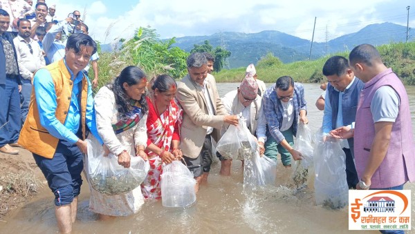 तिनाउ खाेलामा छाडियाे १५ हजार माछाका भुरा