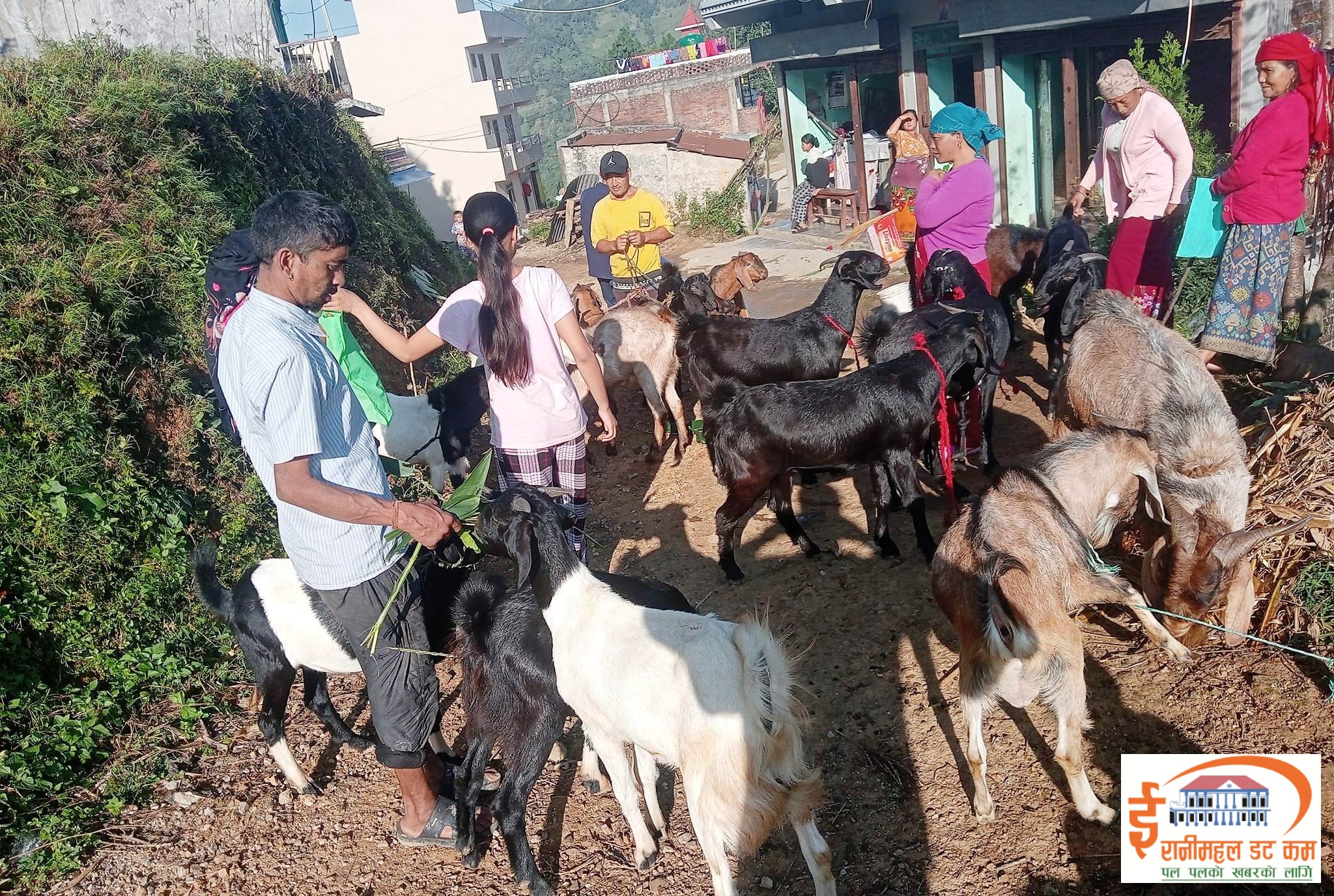 चाडपर्वका बेला पाल्पाबाट खसीबाेका निर्यात बढ्याे