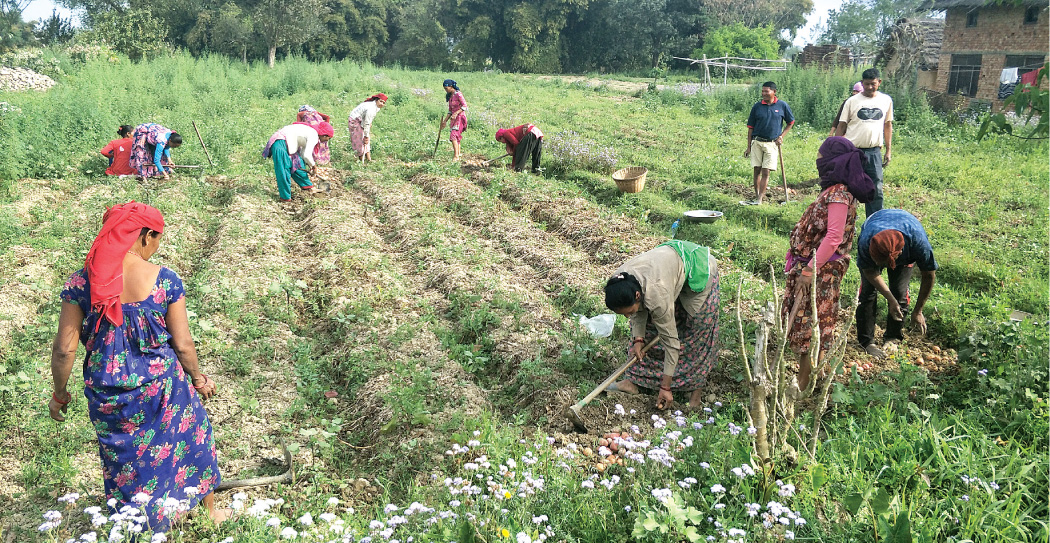 रामपुरले बाँझो जग्गामा खेती गर्ने किसानलाई अनुदान दिने
