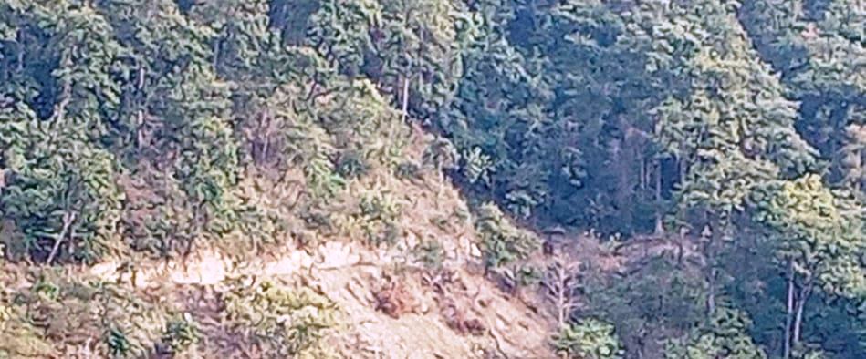 रैनादेवी छहराकाे ठूलो चिउरी सामुदायिक वनमा विवाद