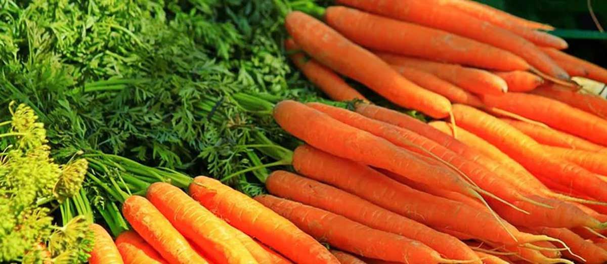 जानी राखौं, किन नियमित गाजर खाने ?