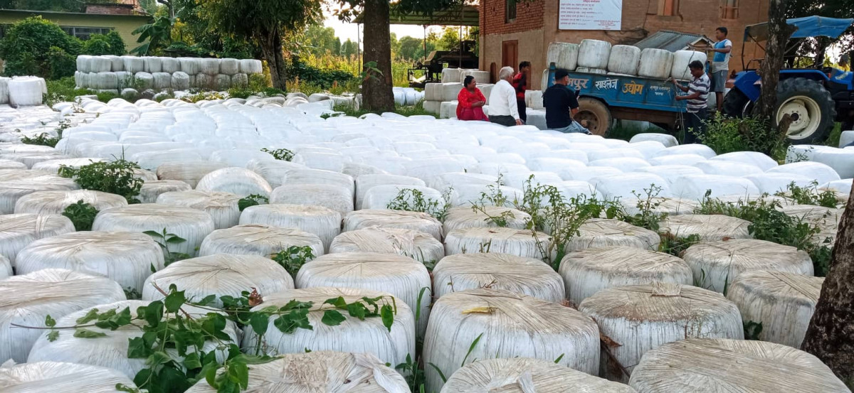 रामपुरका किसान पशु आहाराकाे लागि ‘साइलेज’ प्रयाेगसँगै उत्पादन दाेब्बर
