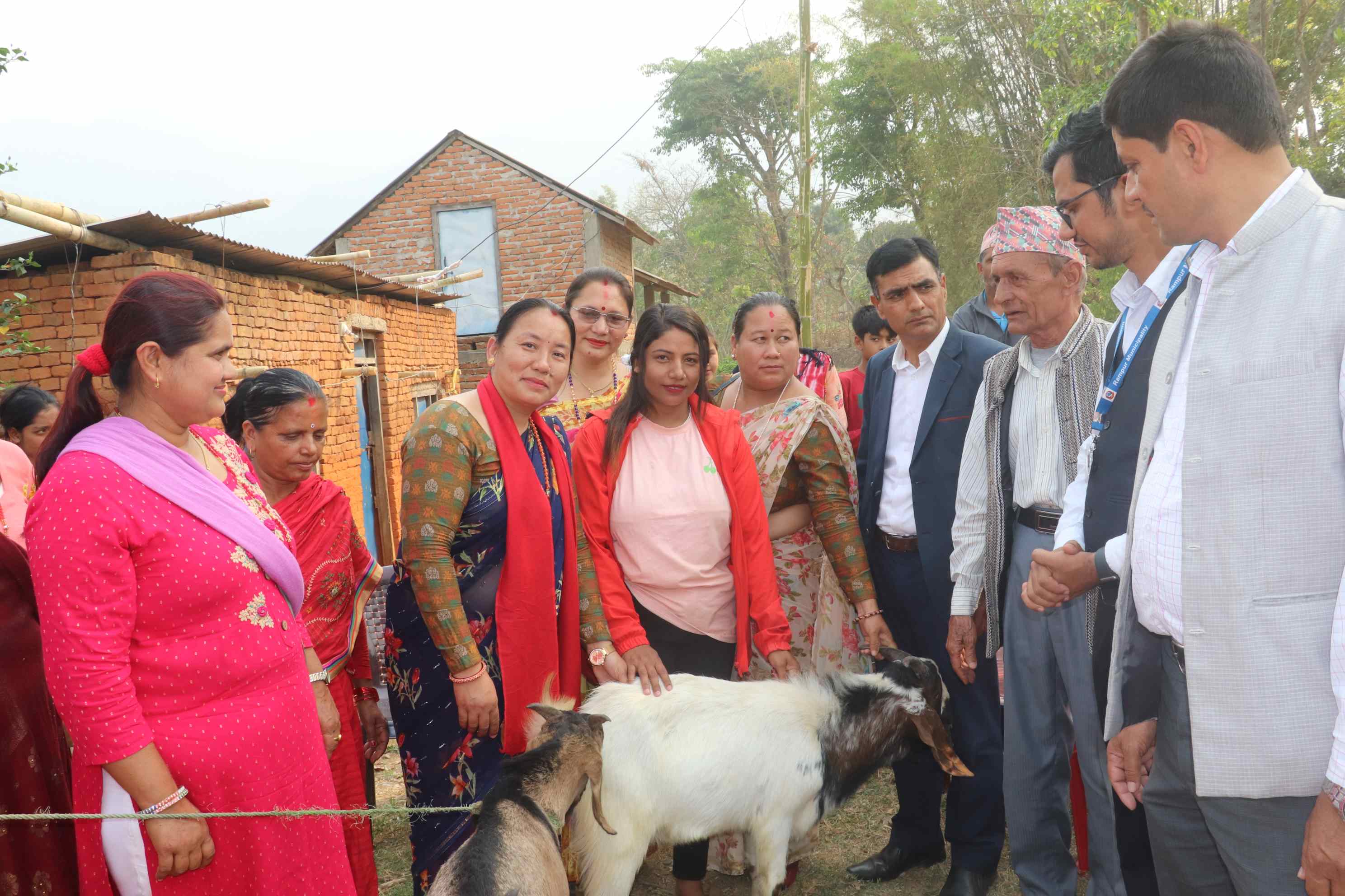 नस्ल सुधारका लागि रामपुरमा उन्नत जातको विउ बोका वितरण