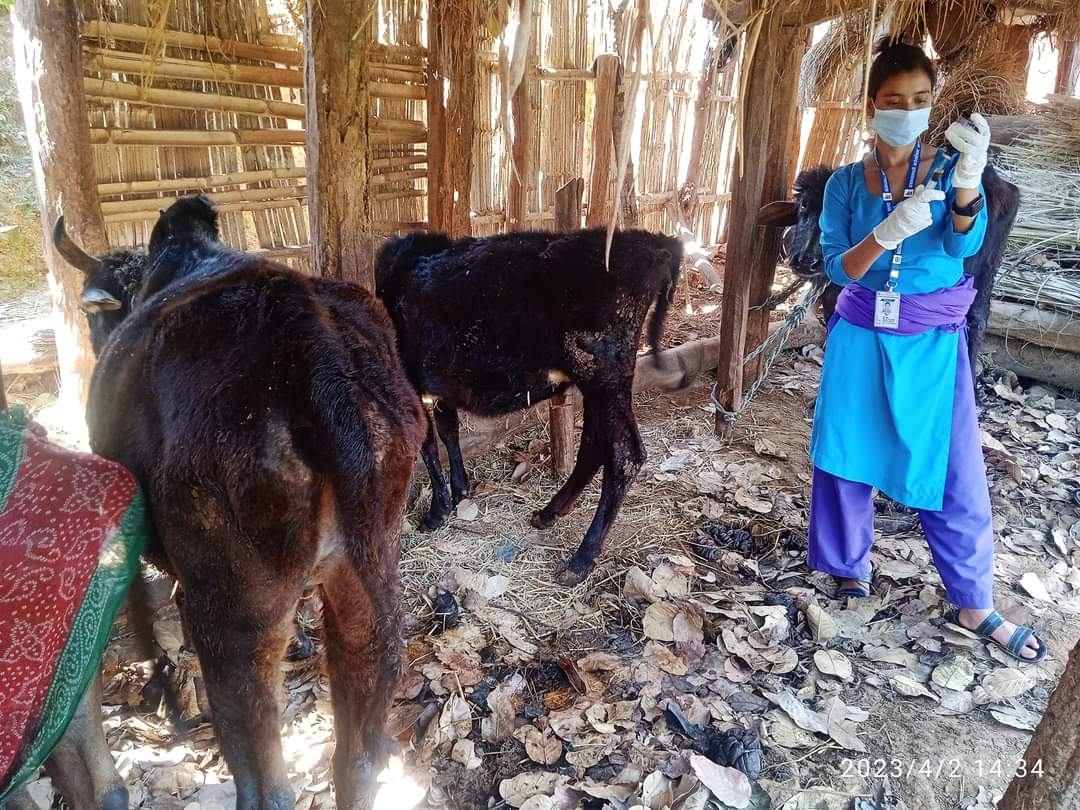 पाल्पामा देखियाे पशु लम्पी स्किन राेग, किसान चिन्तामा