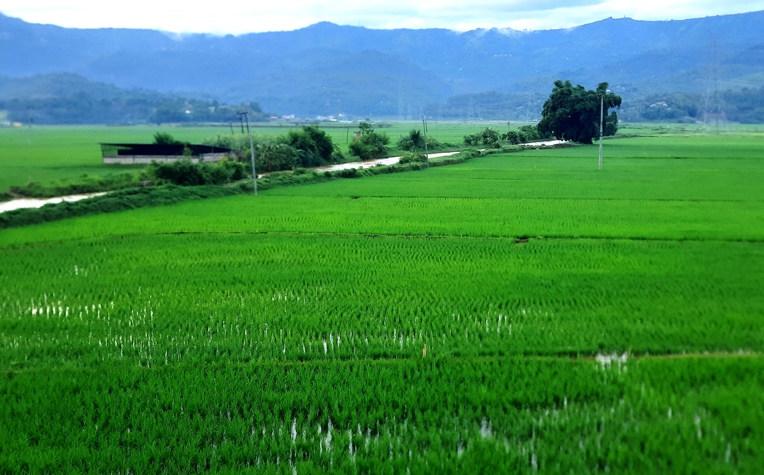 राेपाइँ सकियाे, हरियाली बन्याे माडीफाँट