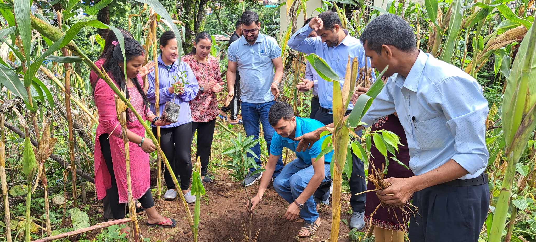 विद्युत प्राधिकरणद्वारा  पाल्पा सहित देशभर वृक्षाराेपण